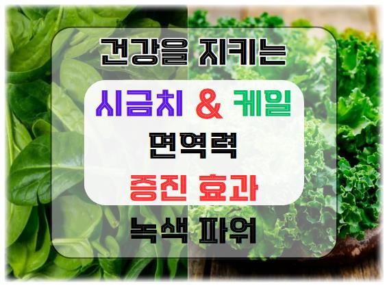 시금치와 케일의 면역력 증진 효과: 건강을 지키는 녹색 파워!