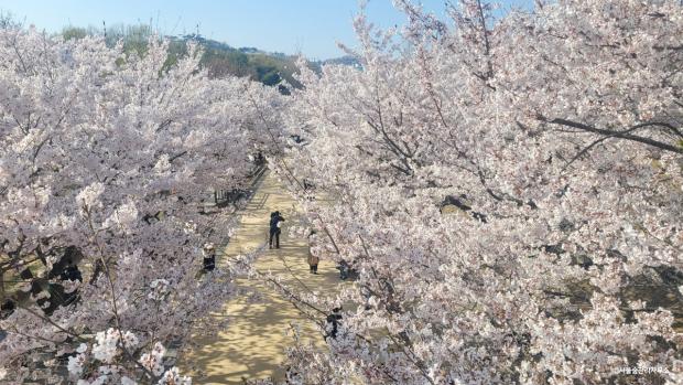 서울숲-벚꽃길