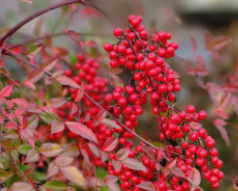 남천나무열매-사진6