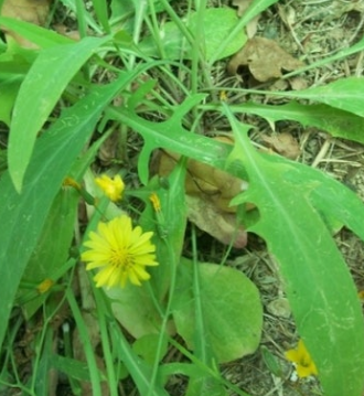 씀바귀 효능과 부작용 먹는법 고르는법