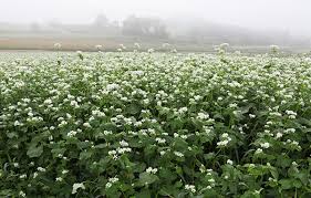 고창 학원농장 &ndash; &lsquo;폭싹 속았수다&rsquo; 촬영지 정보