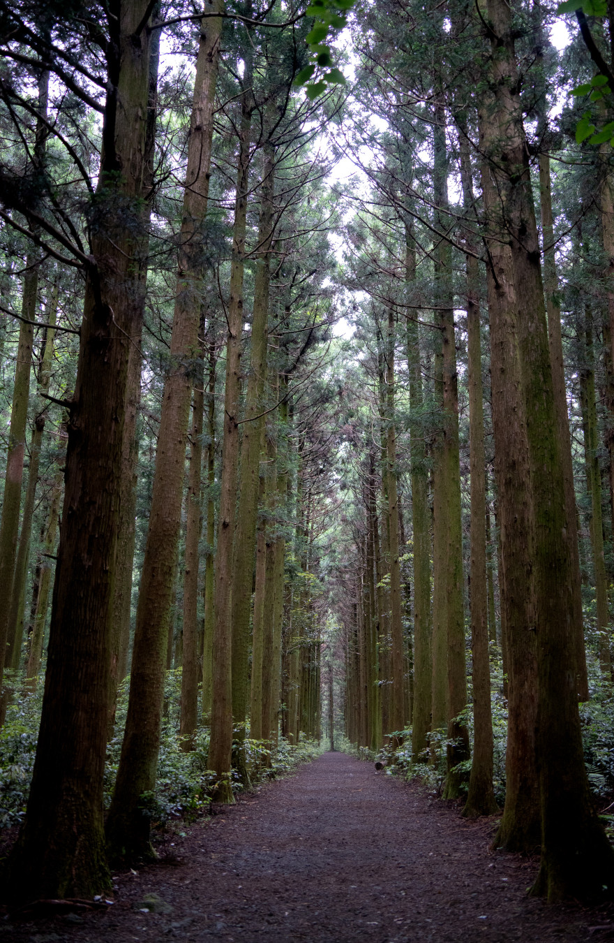 이승악 오름 삼나무 포토존
