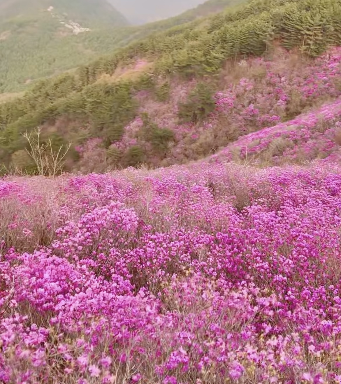 벚꽃은 짧다 지금 더 예쁜 봄꽃 명소 총정리(진달래 유채꽃 명소) 관련사진
