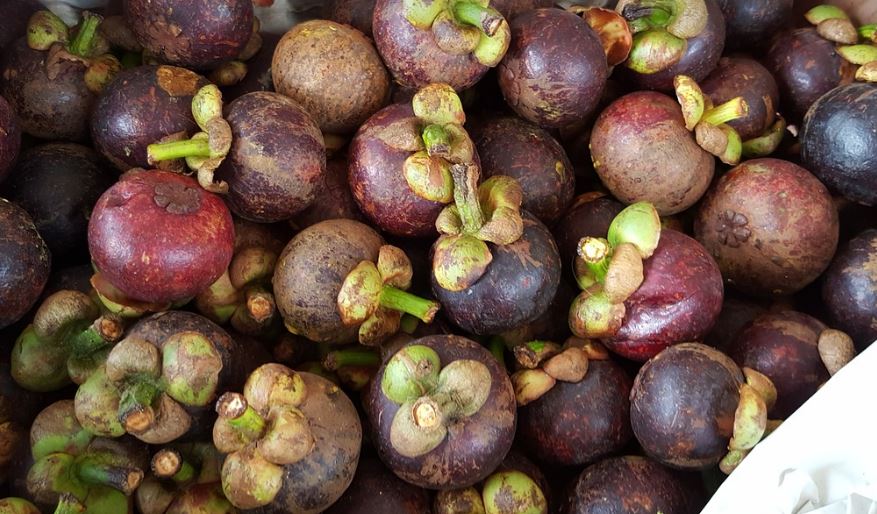 망고스틴보관법