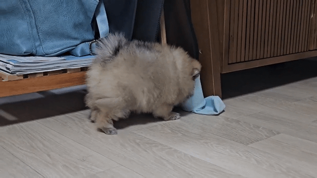 종이컵 장난감으로 노는 강아지