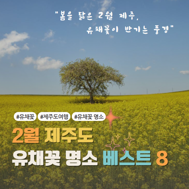 제주도 유채꽃 명소 썸네일