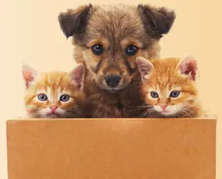 강아지, 고양이 사진