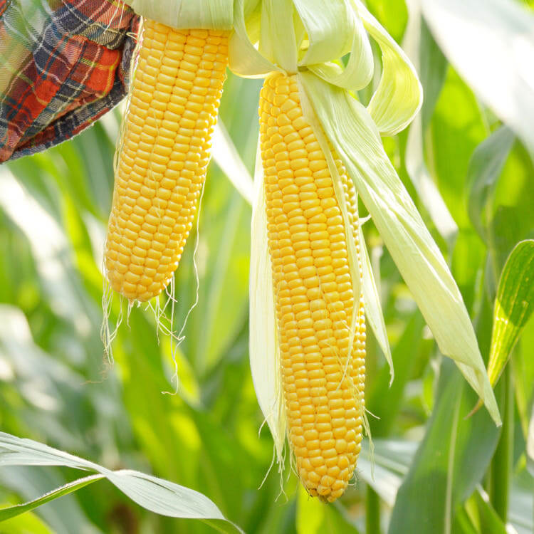 6시내고향 전남 해남 초당옥수수 주문방법 산이황금농원