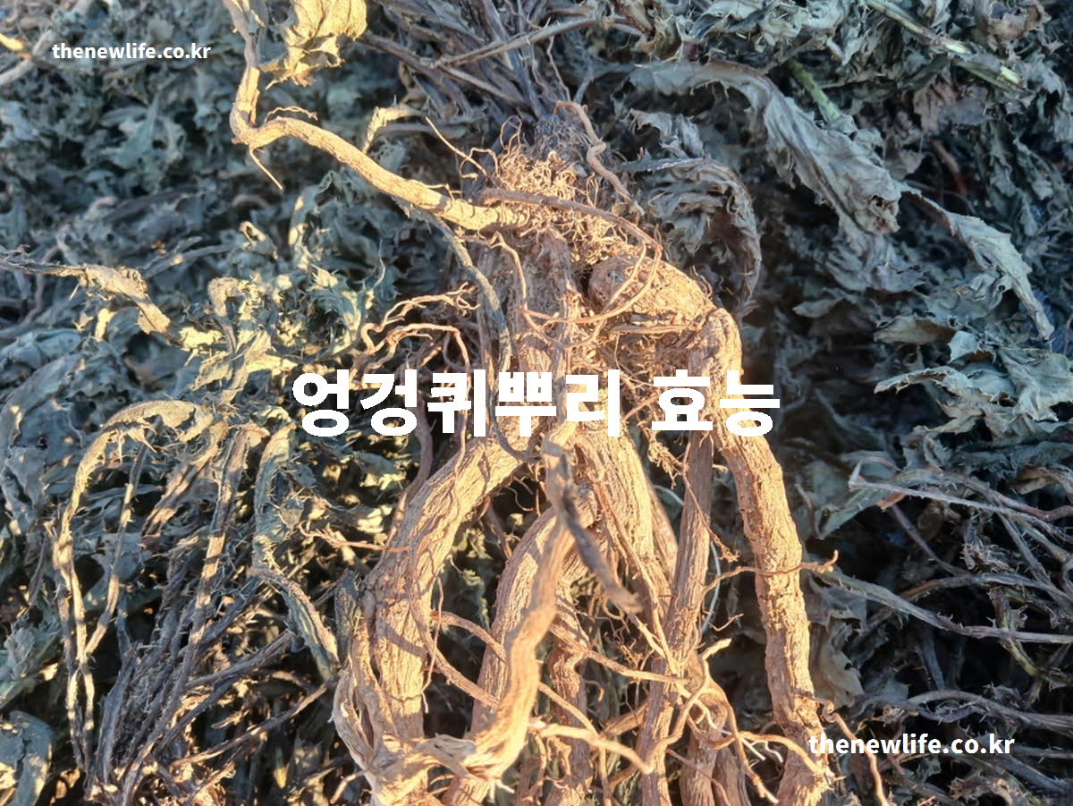 엉겅퀴뿌리 효능 대표 실사진