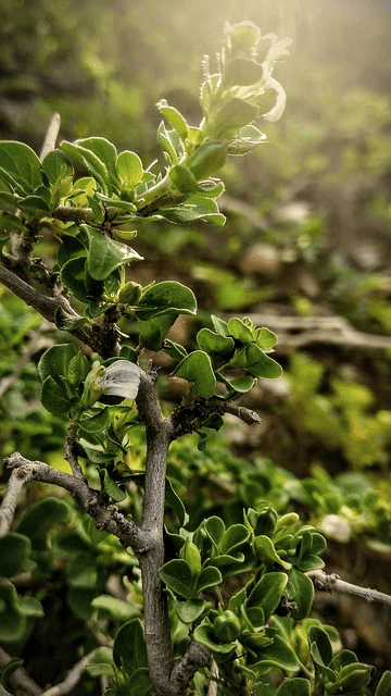 나무심기 좋은 절기