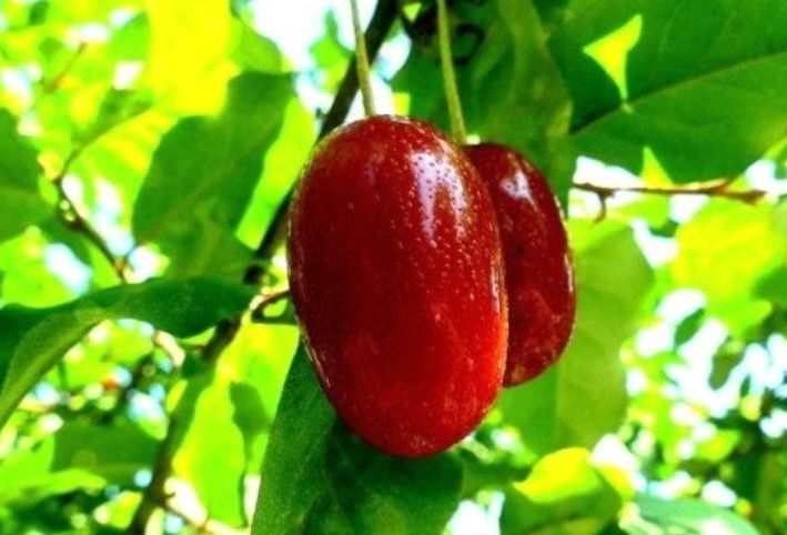 보리수-열매-효능-부작용-하루-섭취량-관련-사진