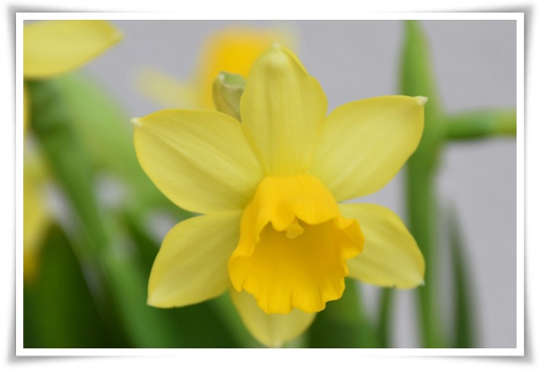 "수선화" 봄의 향기를 담은 마음을 따뜻하게 해 주는 봄의 전령사!