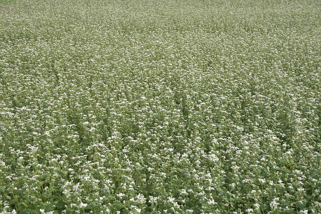 메밀꽃이 가득 피어있는 메밀밭