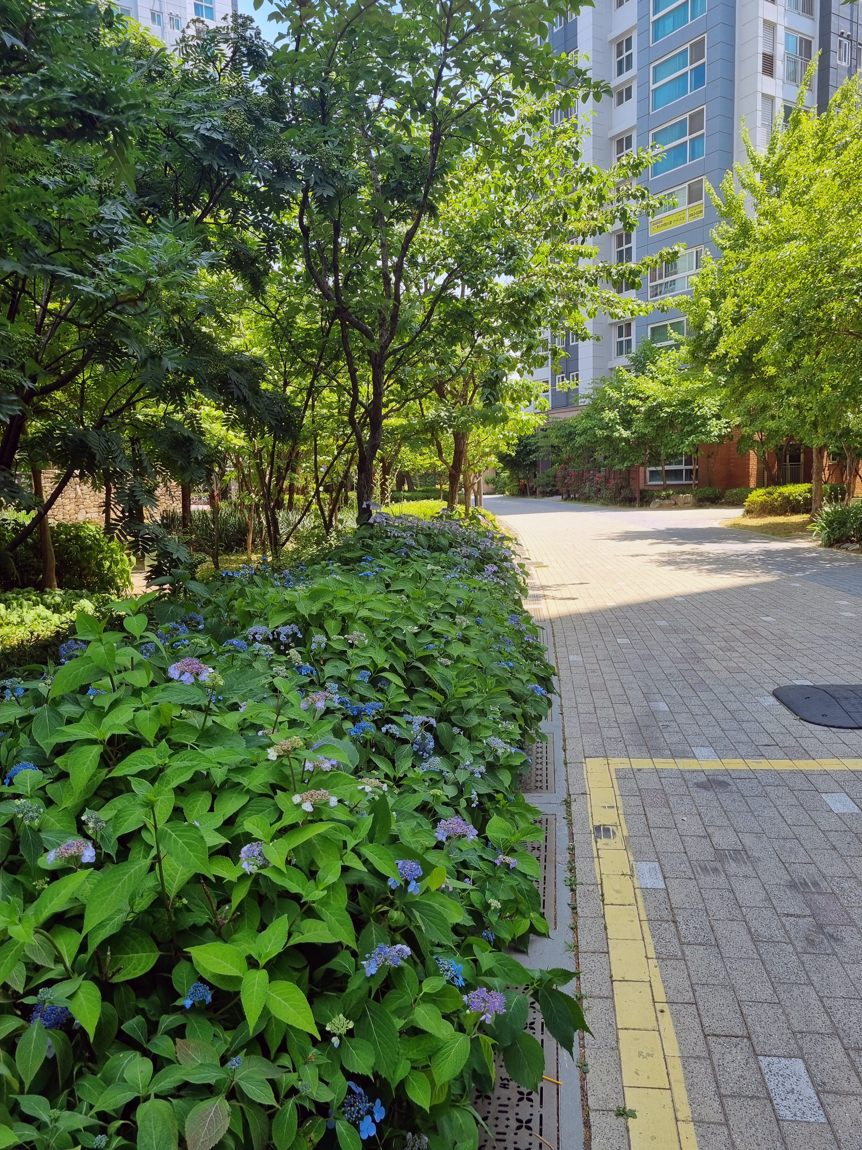 푸른 산수국이 핀 아파트 길