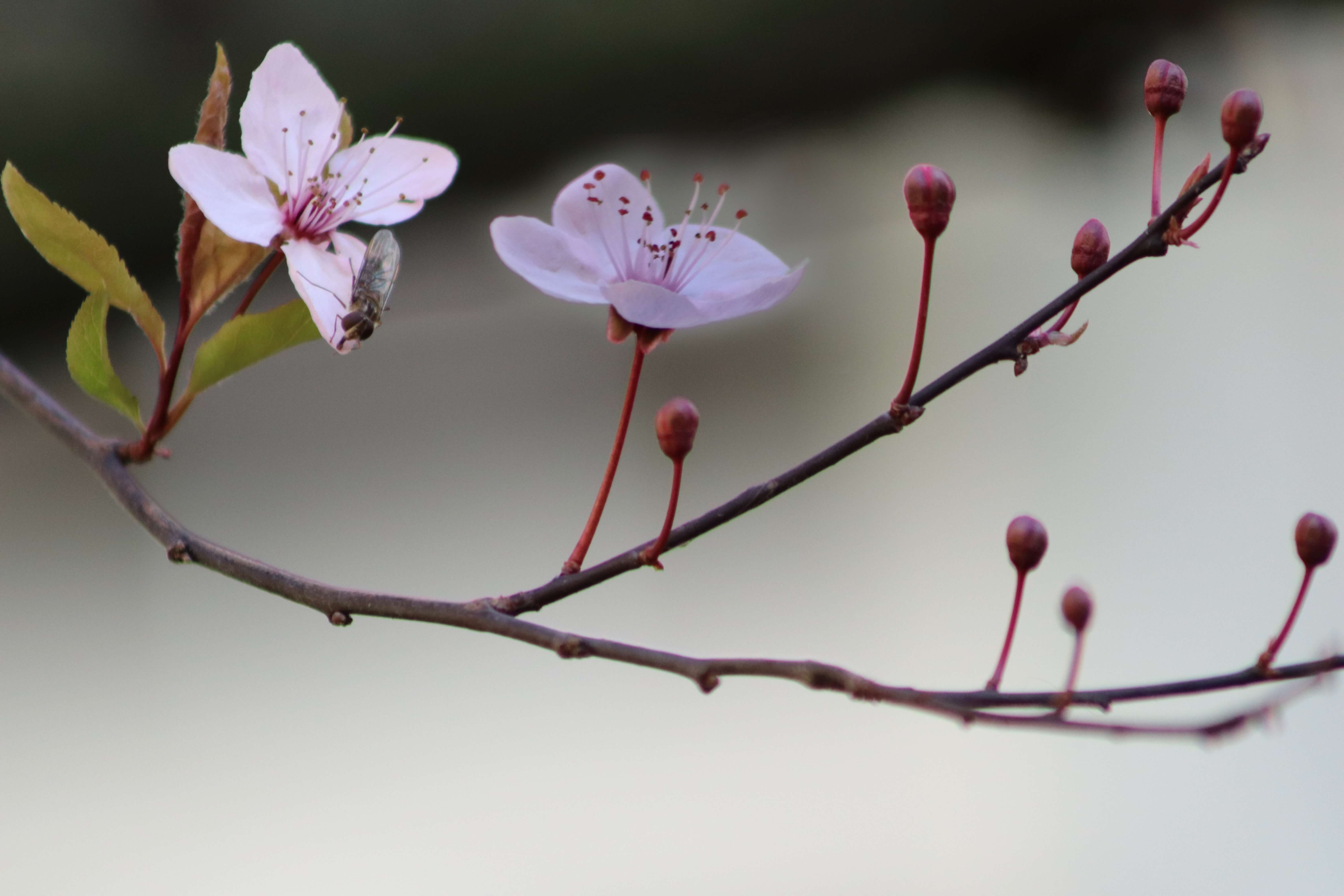 2026 전국 봄꽃축제 일정 총정리