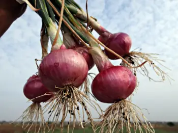 양파즙 효능 및 영양성분, 주의점