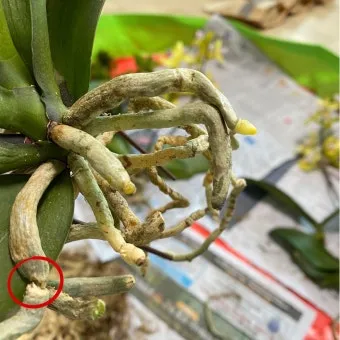 화분 뿌리썩음 예방 배수층강화 흙배합개선 물주기간격 체크리스트_14