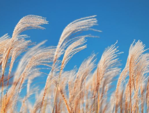 가을에 피는 꽃 종류 갈대