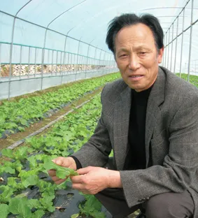 쌈배추 재배 속 차게 키우기 시비 타이밍 통풍 관리_1