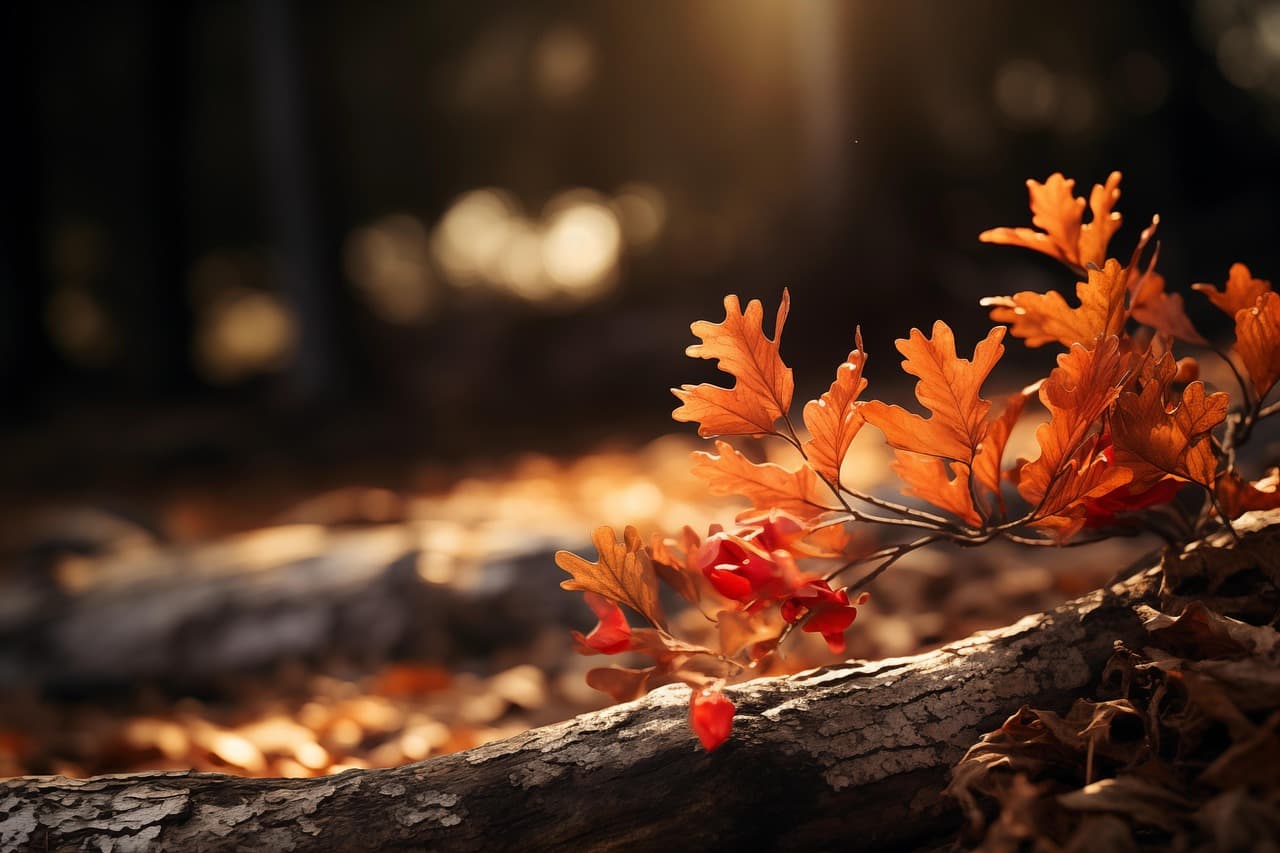 🍁 혼잡 피해서 떠나는 가을 단풍 등산 코스 추천 (한적한 명소 6선)