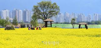 2024 구리 유채꽃 축제 기본일정과 프로그램 소개 민경훈 김나희 울랄라세션 류지광 김연자 황민우 KCM 바다 출연