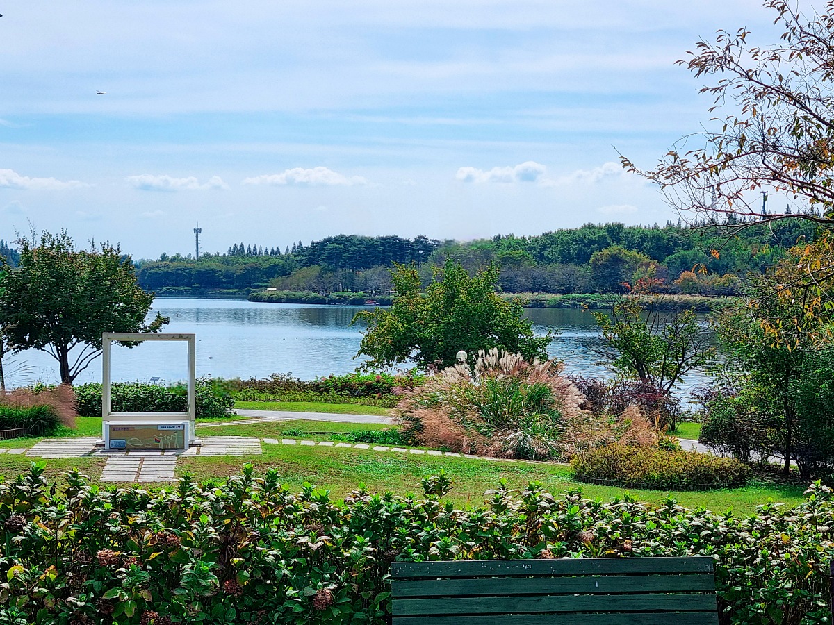 서울 근교 가을꽃 만발한, 경기도 고양시 강매석교공원 창릉천 코스모스축제