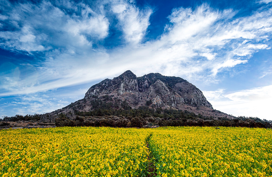 제주도 성산일출봉 유채꽃