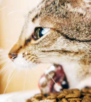 고양이가 토하는 이유