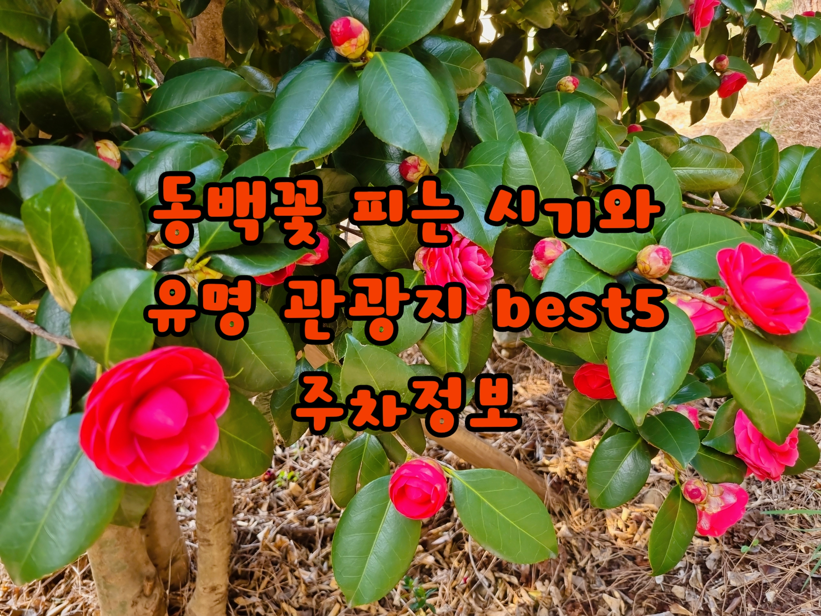 동백꽃 피는 시기와