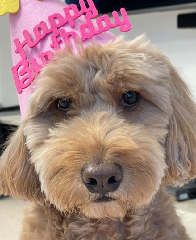 변요한 배우 프로필 드라마 영화 작품활동 열애 결혼 반려견 사진