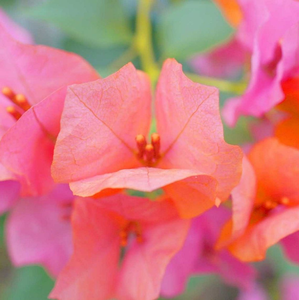 한림공원 부겐빌레아 축제
