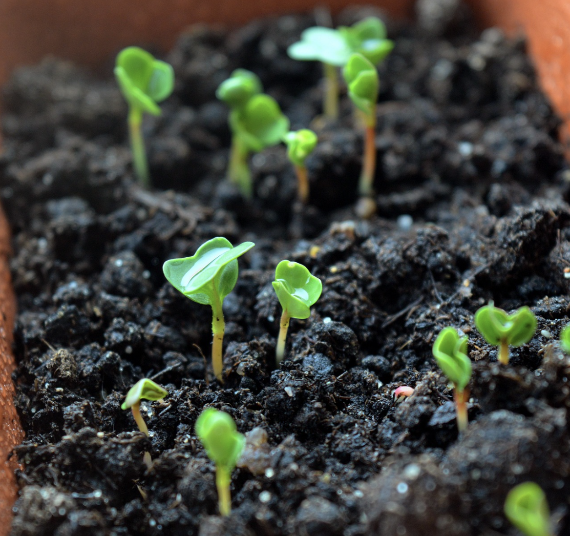 집에서 키울 수 있는 초보자용 채소 Best 10