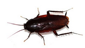 바퀴벌레 없애는 방법