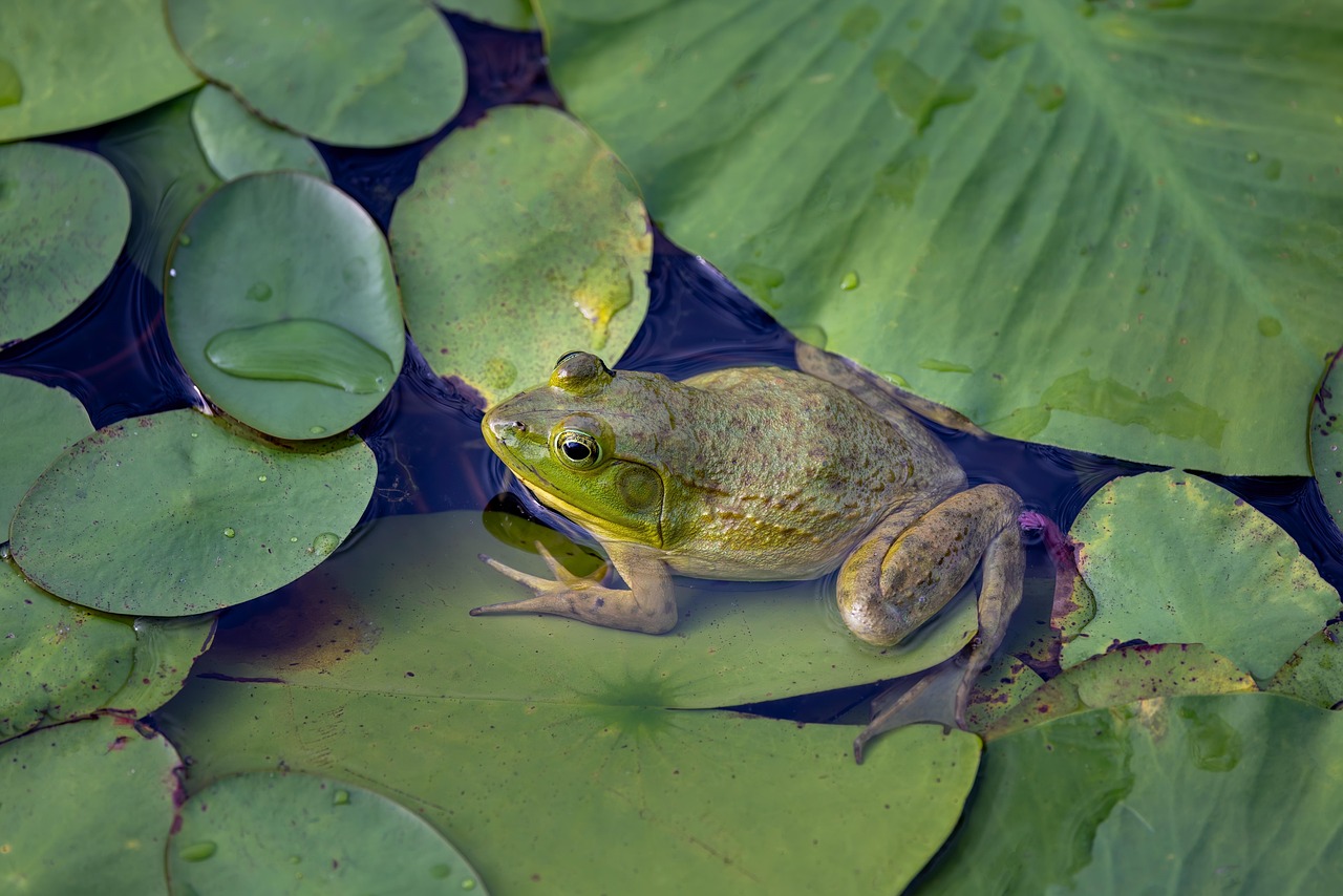 🌿 혼자 떠나는 화담숲 힐링 산책｜조용한 루트 추천