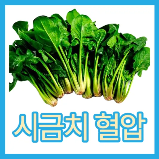 시금치 혈압