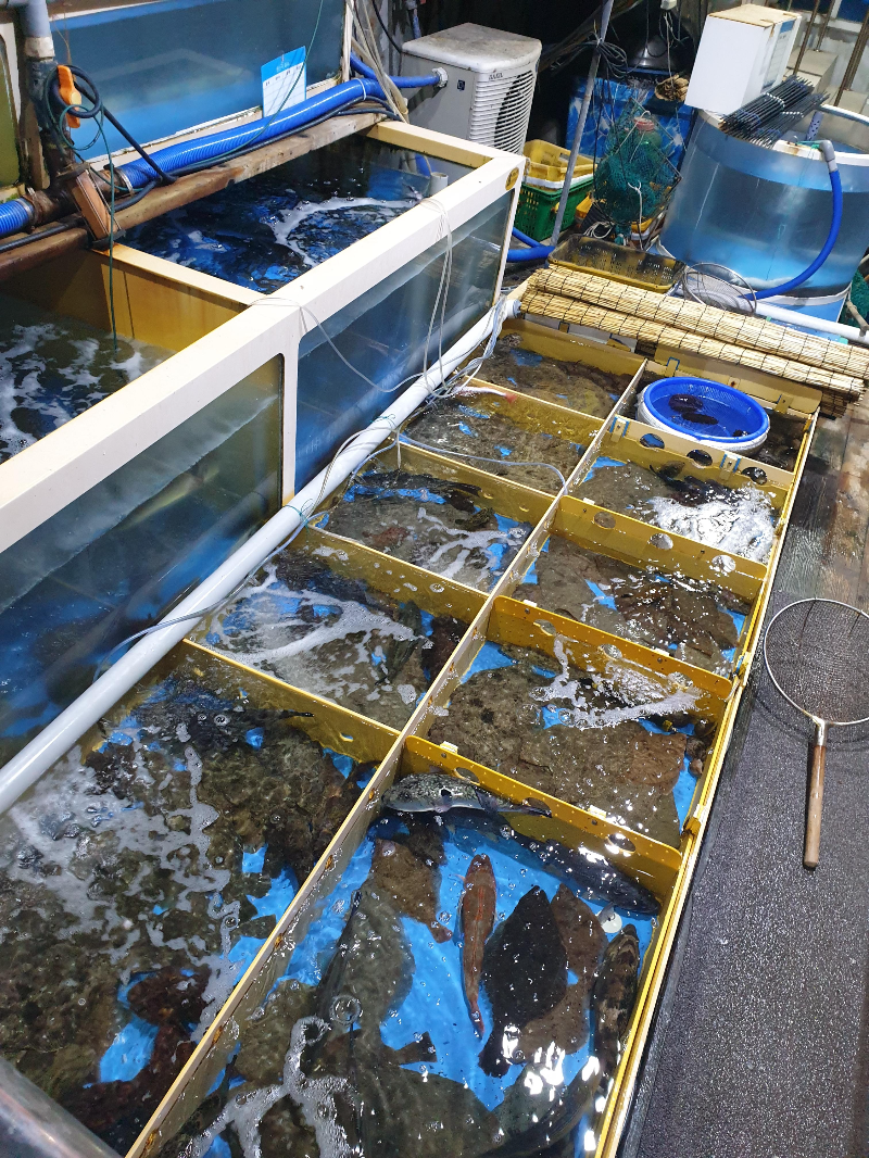 수조에 여러 종의 활어들이 들어 있다.