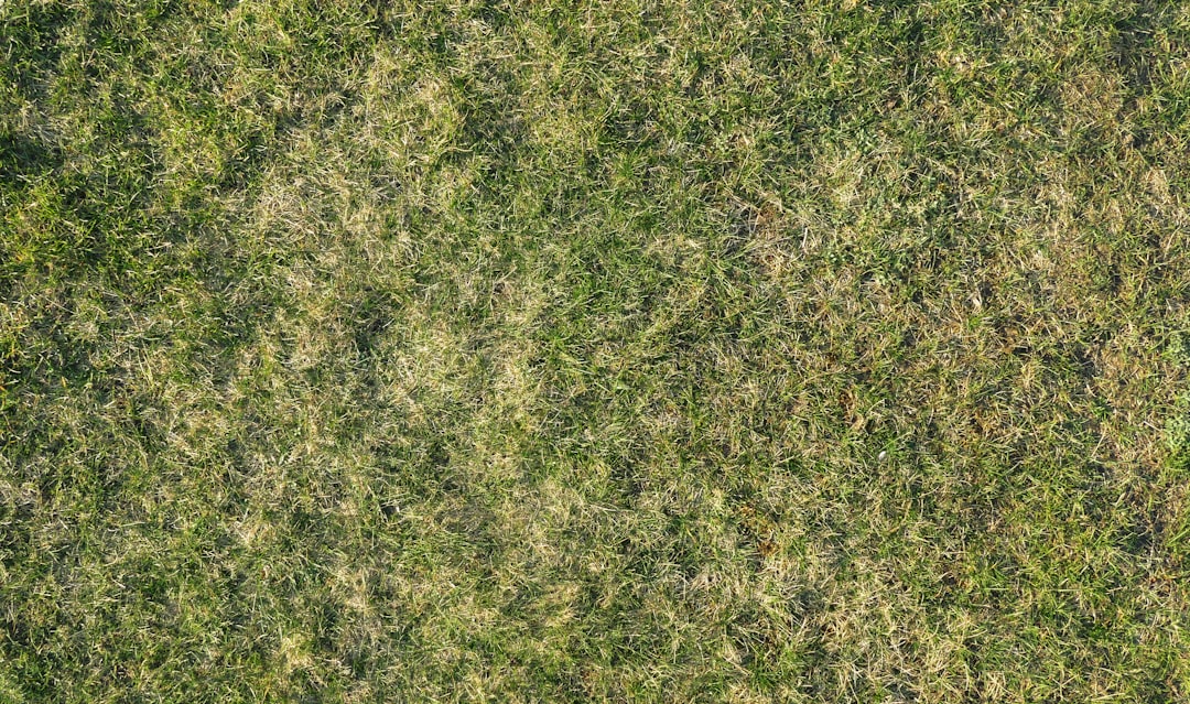 Lawn