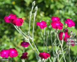 우단동자 이미지 사진 