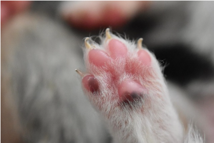 고양이 발바닥 젤리, 왜 이렇게 귀여울까?