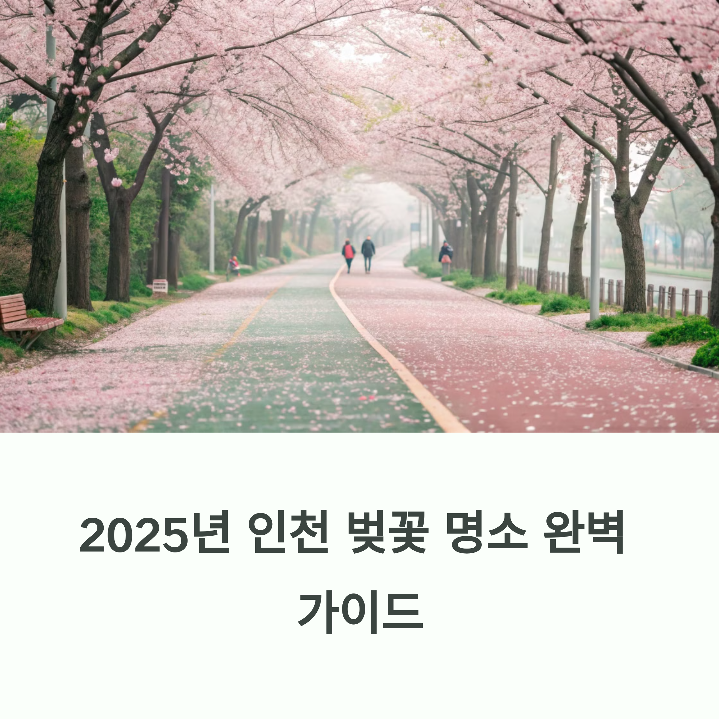 인천 벚꽃 6선