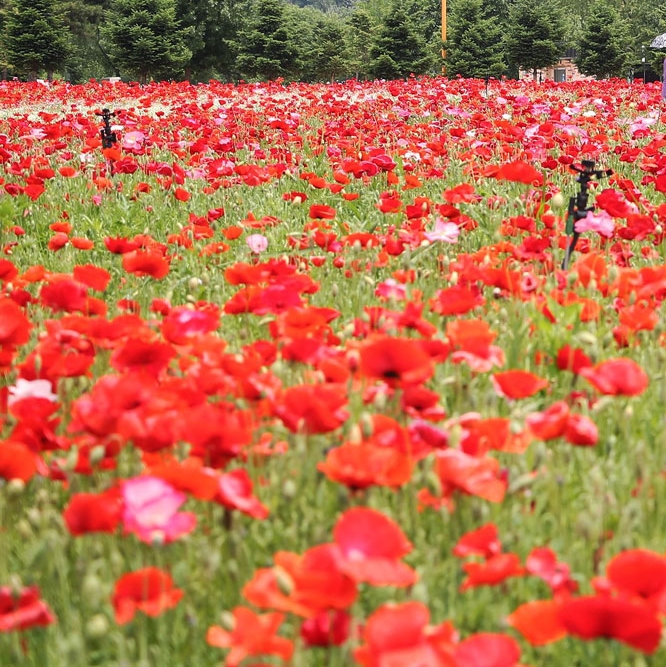  경기도 자라섬 꽃 페스타