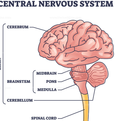 뇌간의 구성 사진