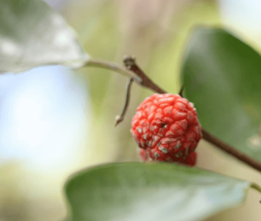 구지뽕의 효능 꾸지뽕 열매의 효능 먹는법