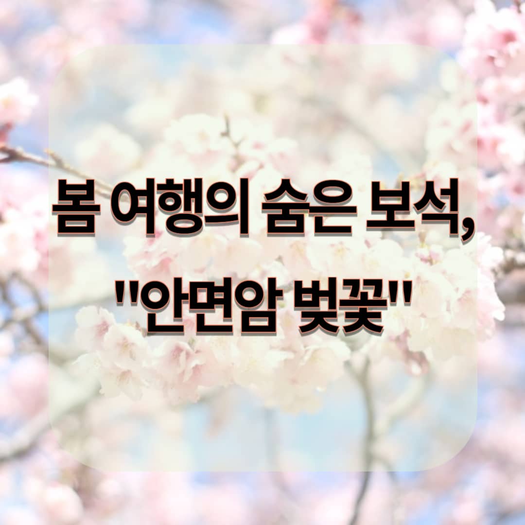 봄 여행의 숨은 보석, "안면암 벚꽃" 지금이 딱 좋아요!