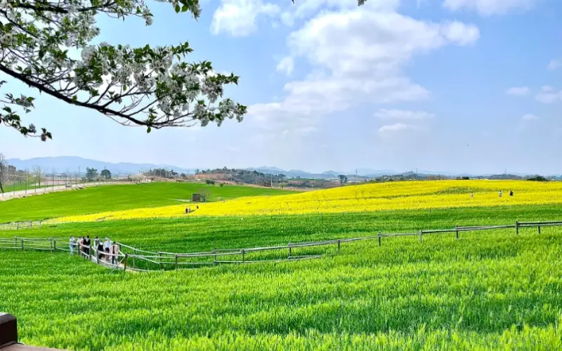 고창 청보리밭 축제_9