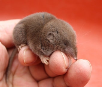 코끼리 땃쥐? 소형 유대류 반려동물 소개