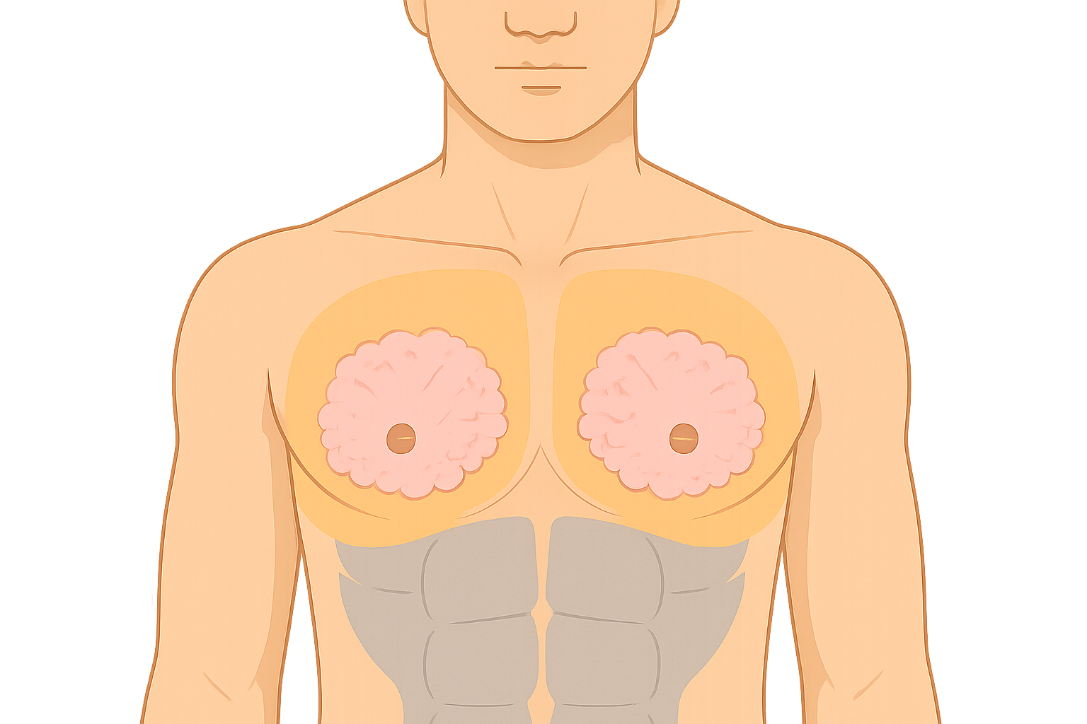 가슴 지방 관련 참조 일러스트