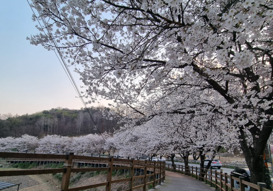 조정지댐 벚꽃길