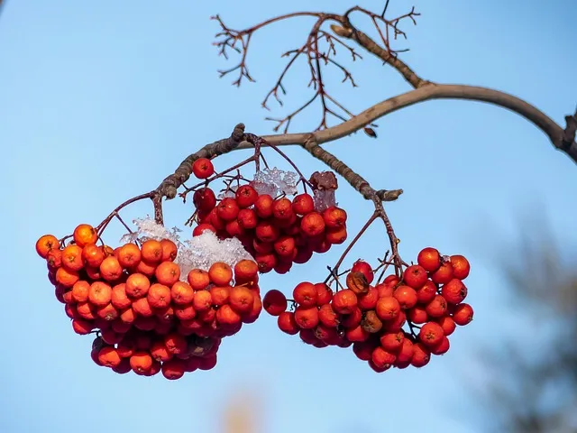마가목 열매 효능 먹는 법 부작용 포함 10가지 정리_9