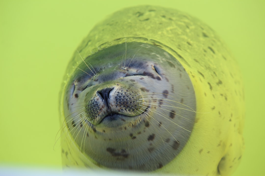 Seal